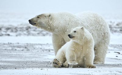 Lawsuit over polar bear protections announced