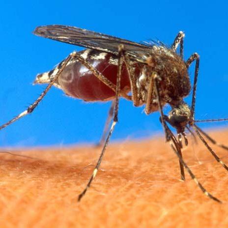 Are Alaskan Mosquitoes Big?