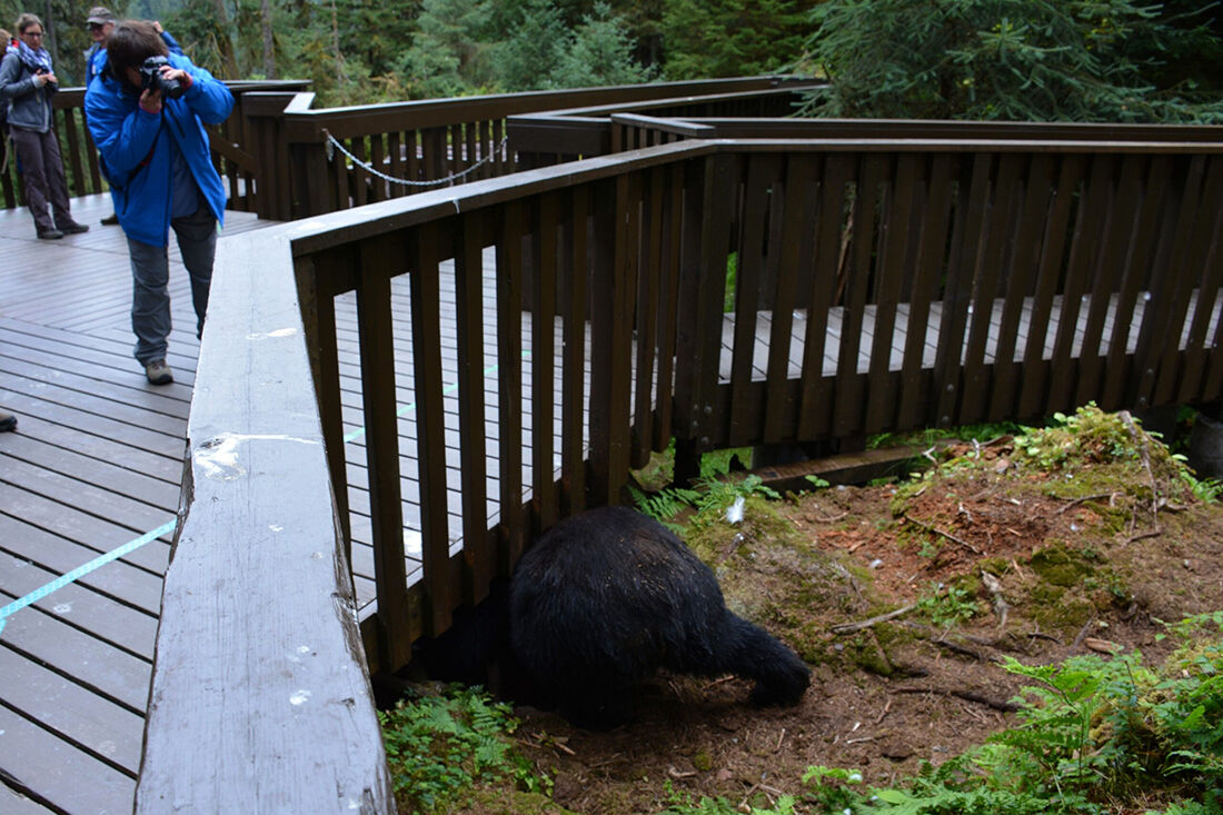 Tongass National Forest’s Anan Wildlife Observatory | | newsminer.com