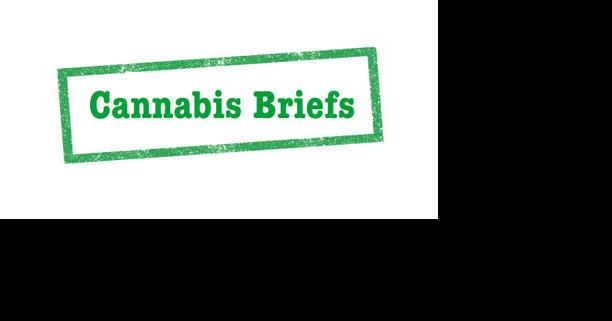 Cannabis briefs - Vimarsana News