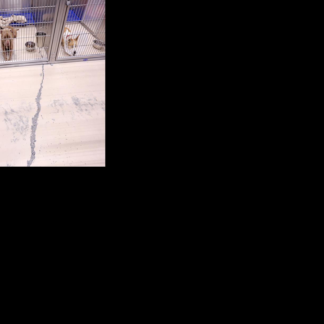 Bottlenecks Routine At Fairbanks Borough Animal Shelter Local News Newsminer Com