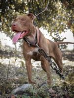 Dogfighter in DMV Board conspiracy pleads guilty