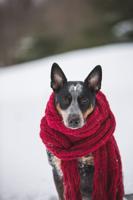 New law makes tying dogs outside in the cold illegal
