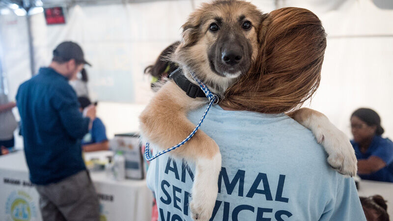 Dogs seized during largest animal cruelty case in South Carolina history  now available for adoption in Massachusetts 