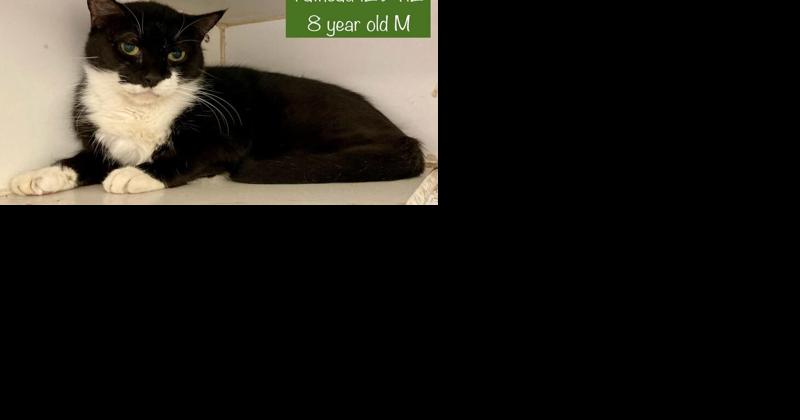 Pet of the Week: Serene cat and gentle dog ready for adoption - Vimarsana News