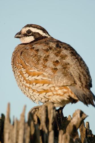 Pheasant  Missouri Department of Conservation