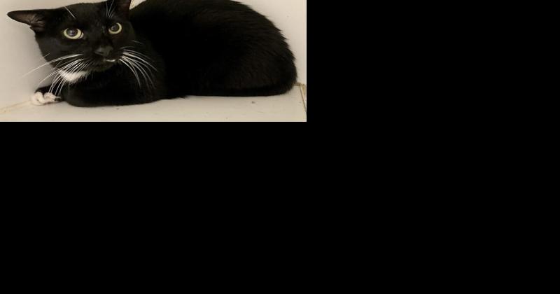 Pet of the Week: Happy cat and energetic dog ready for homes - Vimarsana News