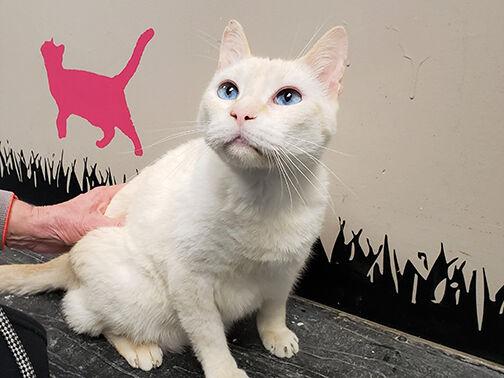 Pet of the Week: Cat looking for new dwelling after home hearth | Pet Of The Week