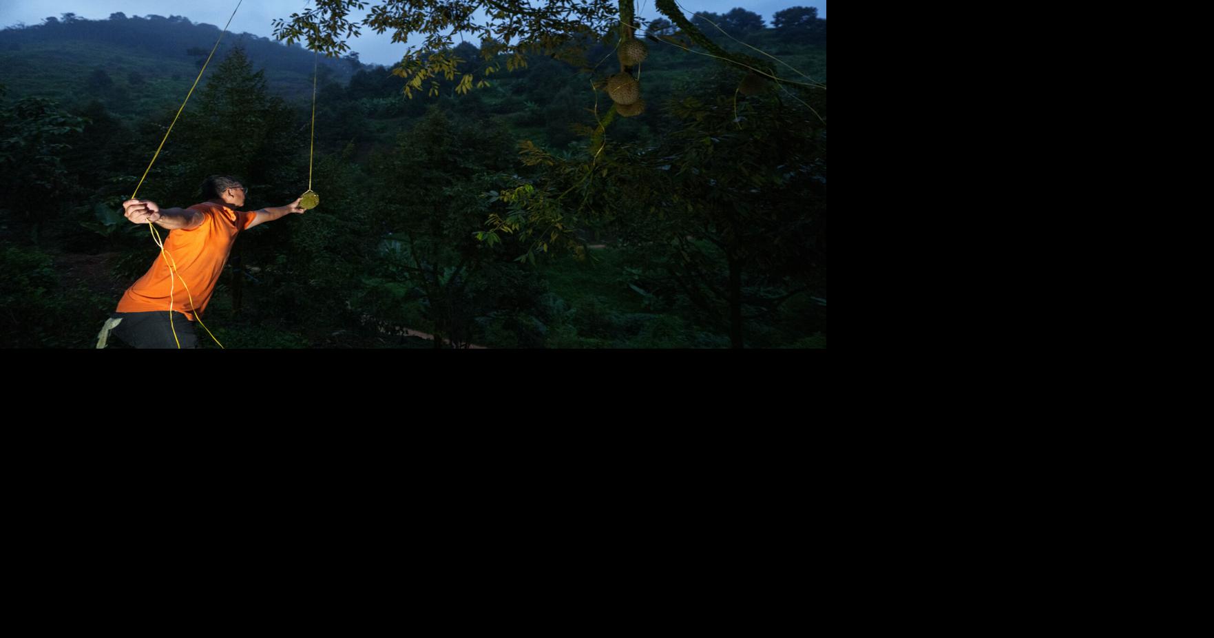 Climate change squeezes Malaysian durian growers as they chase China's booming market Malaysian durian farmers face challenges as climate change impacts their crops By KANIS LEUNG and VINCENT THIAN - Associated Press Aug 5, 2026 Aug 5, 2026 Updated 10 mins ago
