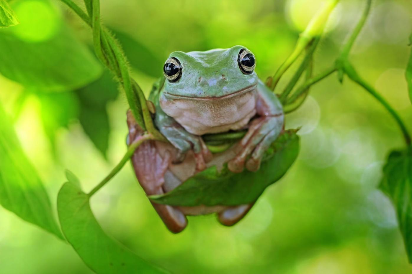 Green Treefrog  Missouri Department of Conservation
