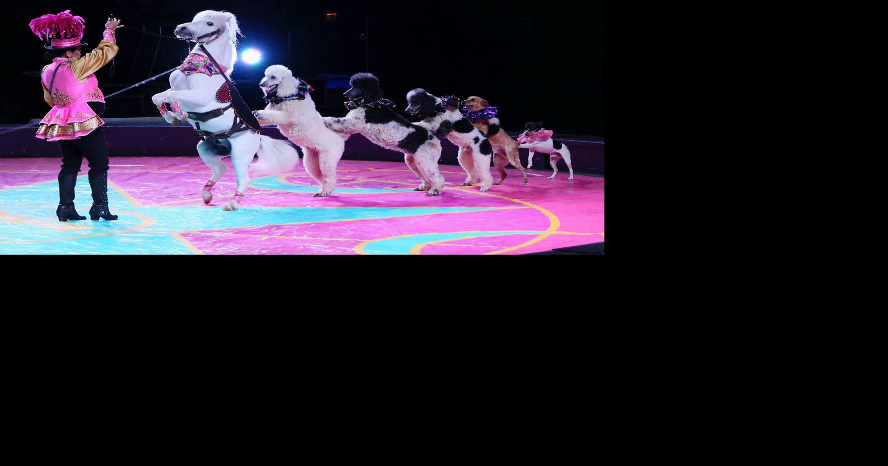 complyfe Circus 薄 MO