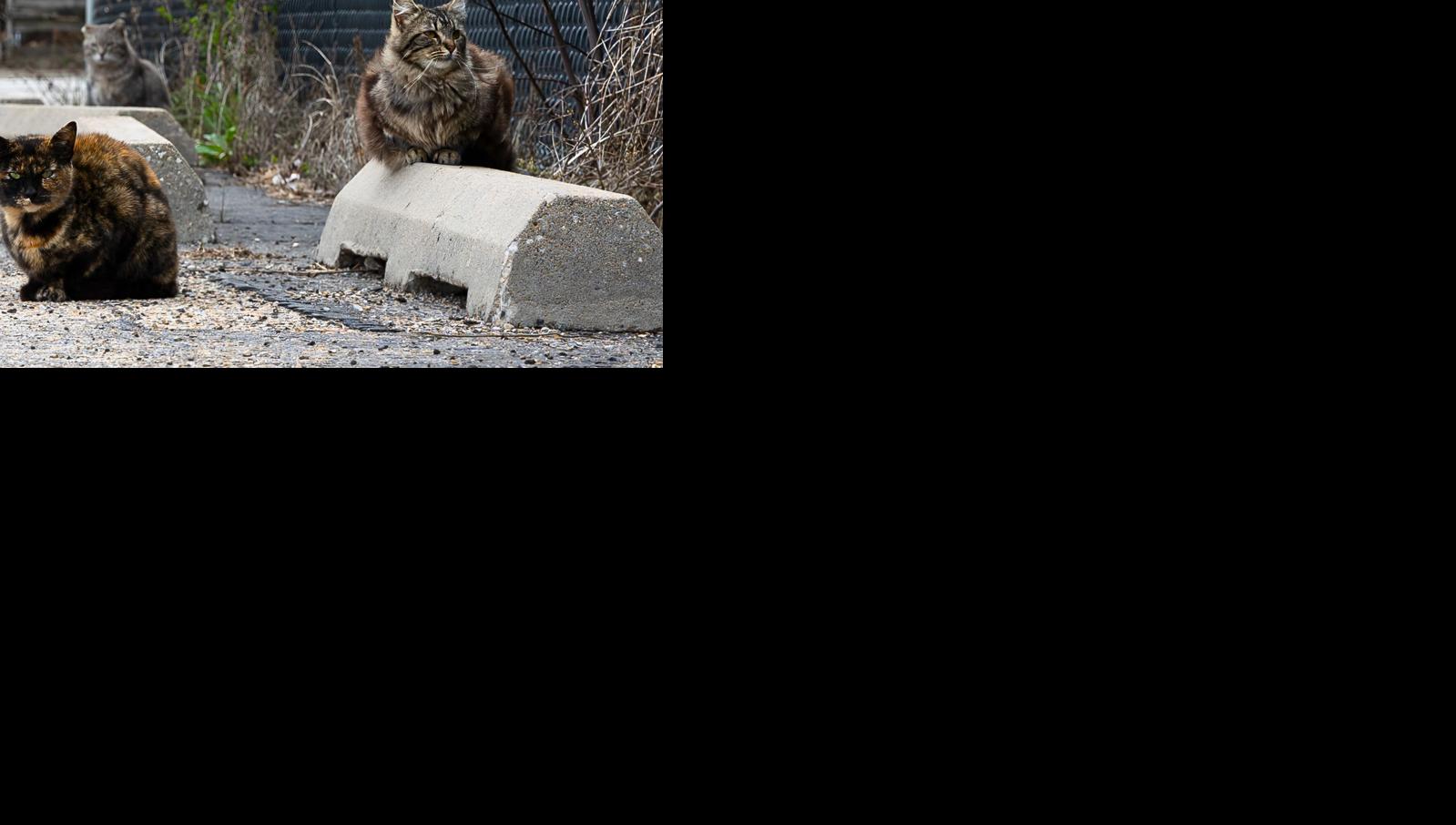 ‘It’s getting worse:’ Residents call on City to fund trap-neuter-return ...