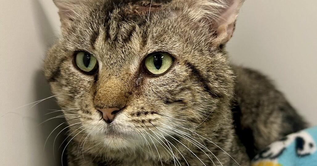 Pet of the Week: mellow cat and cute dog ready for adoption