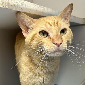 Pet of the Week: joyful cat and friendly dog ready for adoption