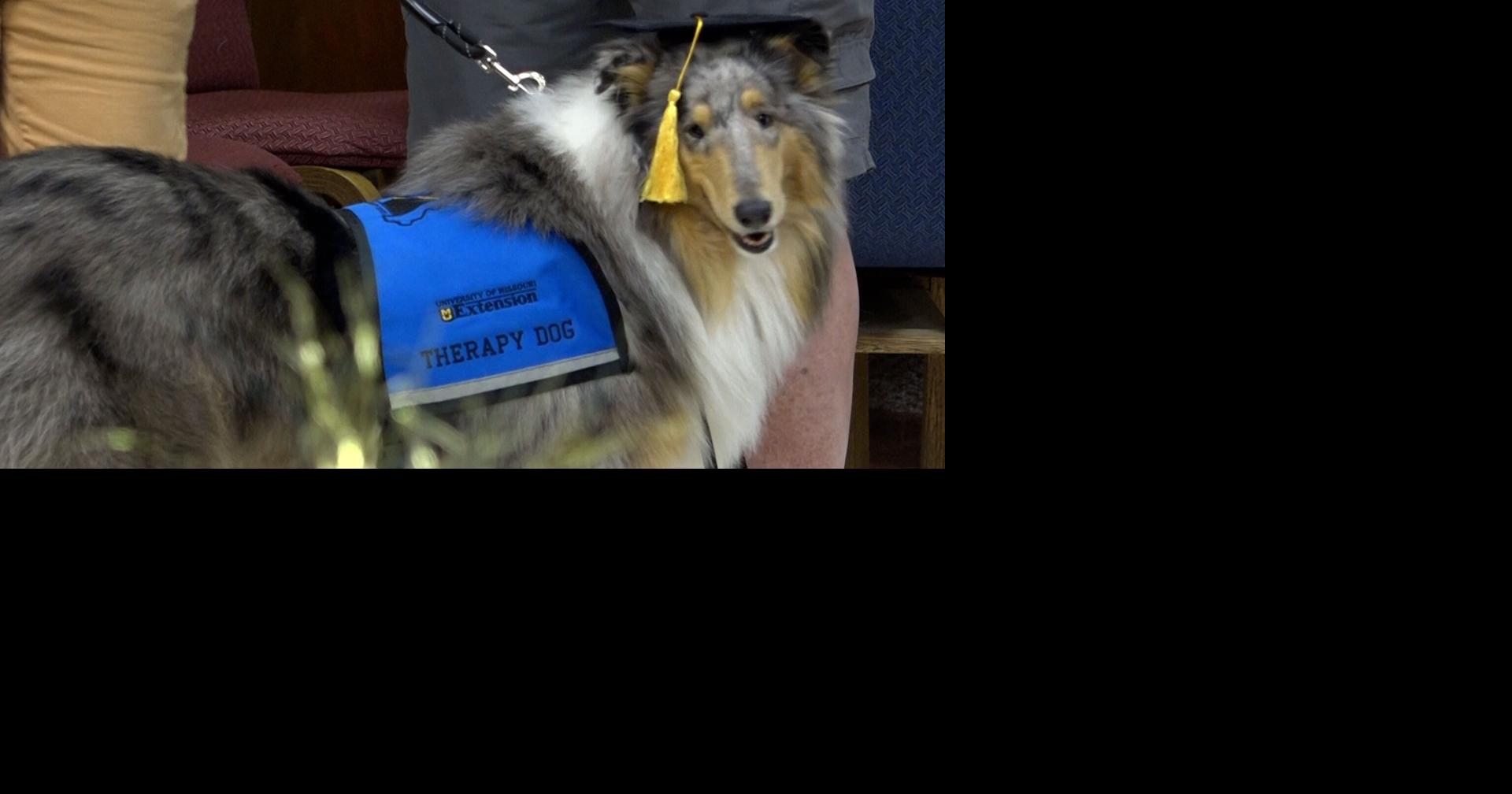 Puppy Bringing Smiles to New York Mets During Service Dog Training