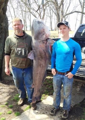 UPDATE Louis Area Angler Catches 130-pound Blue Catfish,, 45% OFF