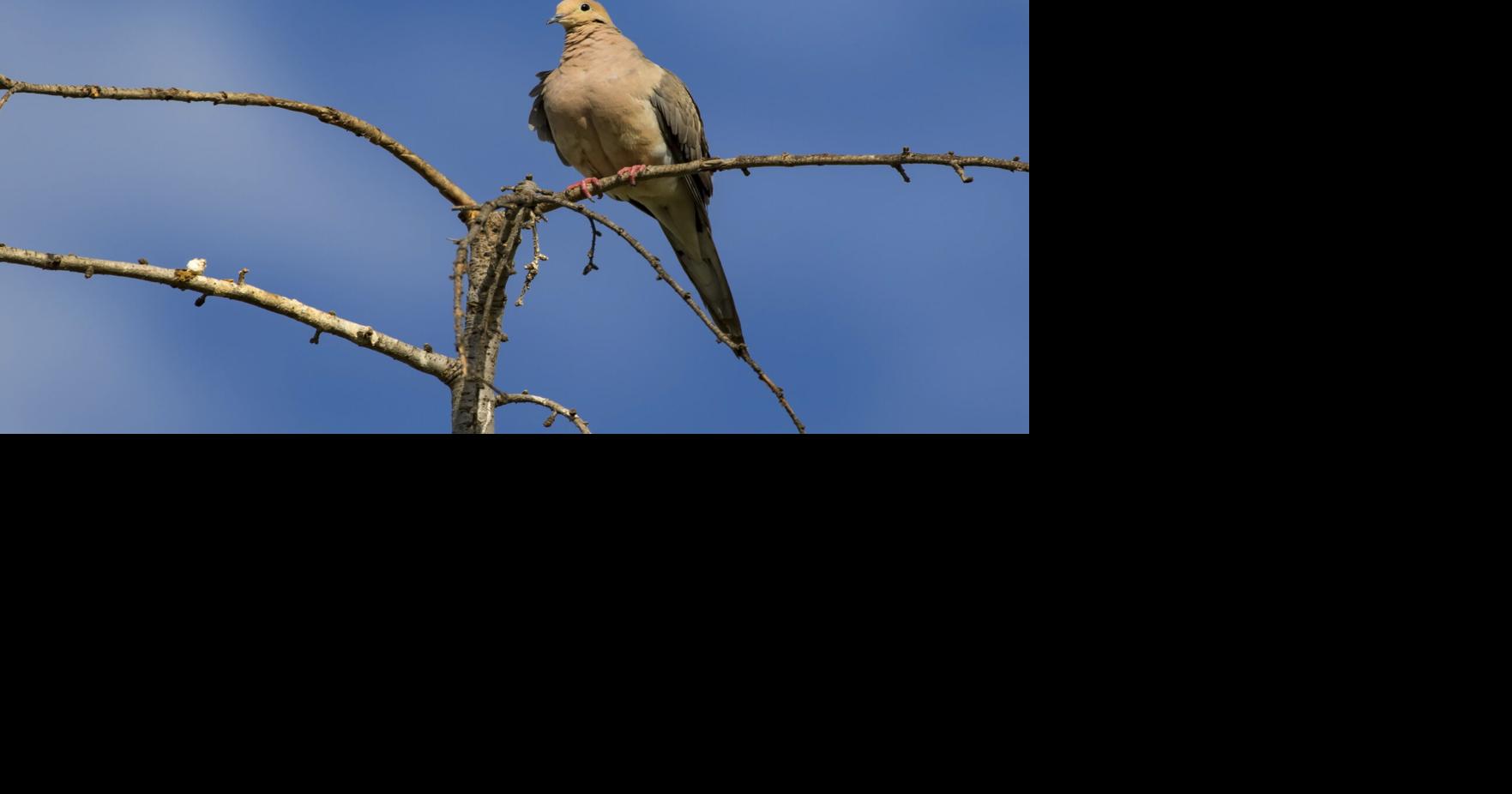 MDC reminds hunters to prepare for the upcoming dove season | Outdoors ...