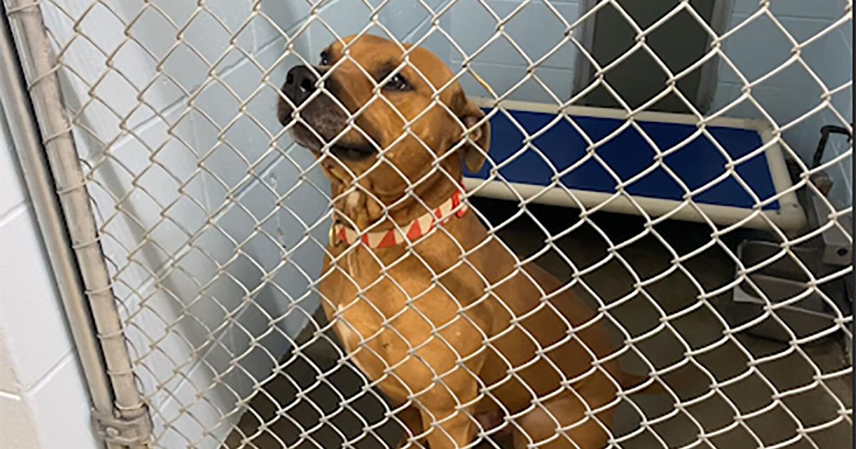 Dogs at St. Joseph Animal Shelter half off through Saturday due to influx  of rescues | Business 