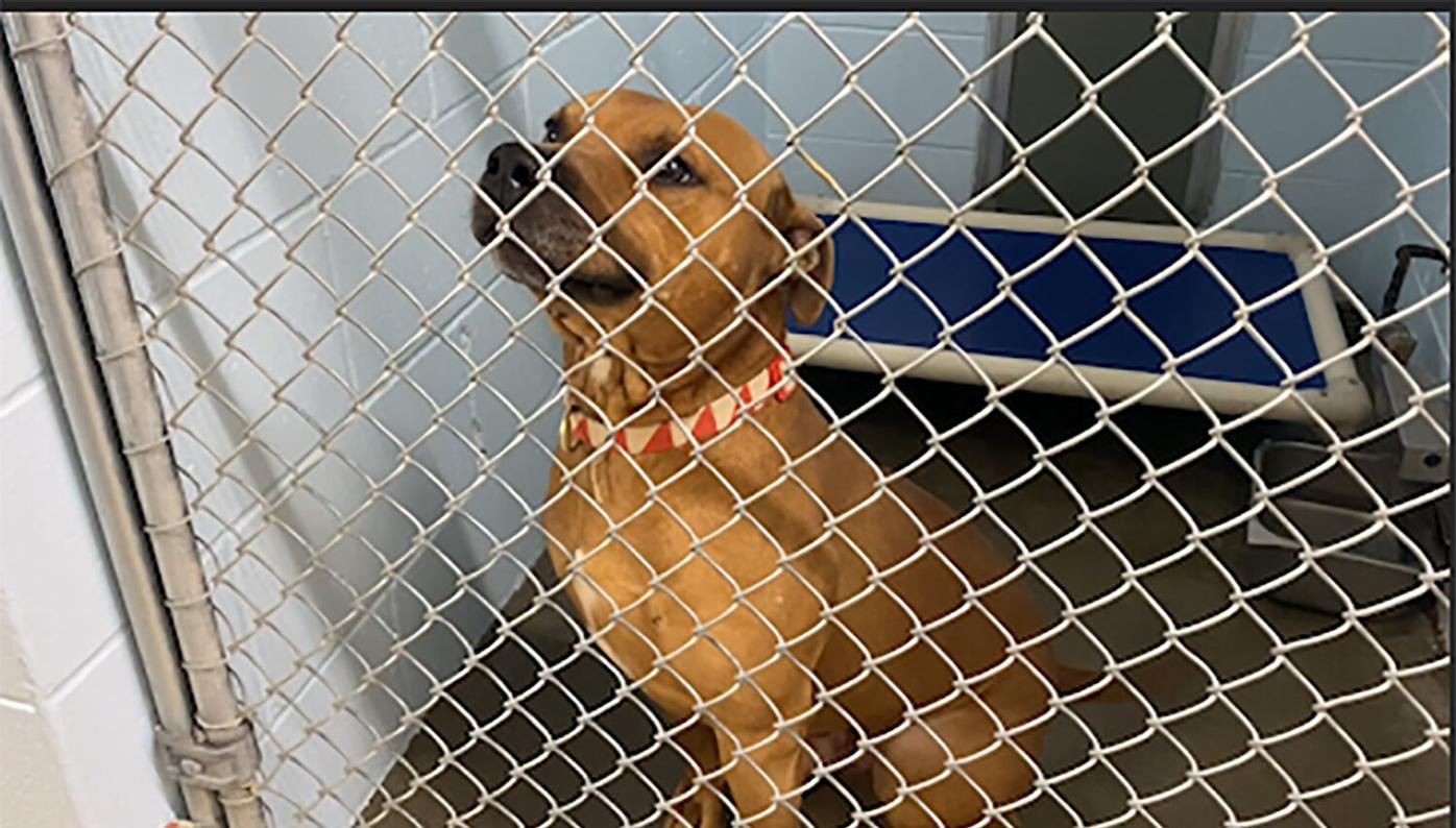 Dogs at St. Joseph Animal Shelter half off through Saturday due to influx  of rescues | Business 