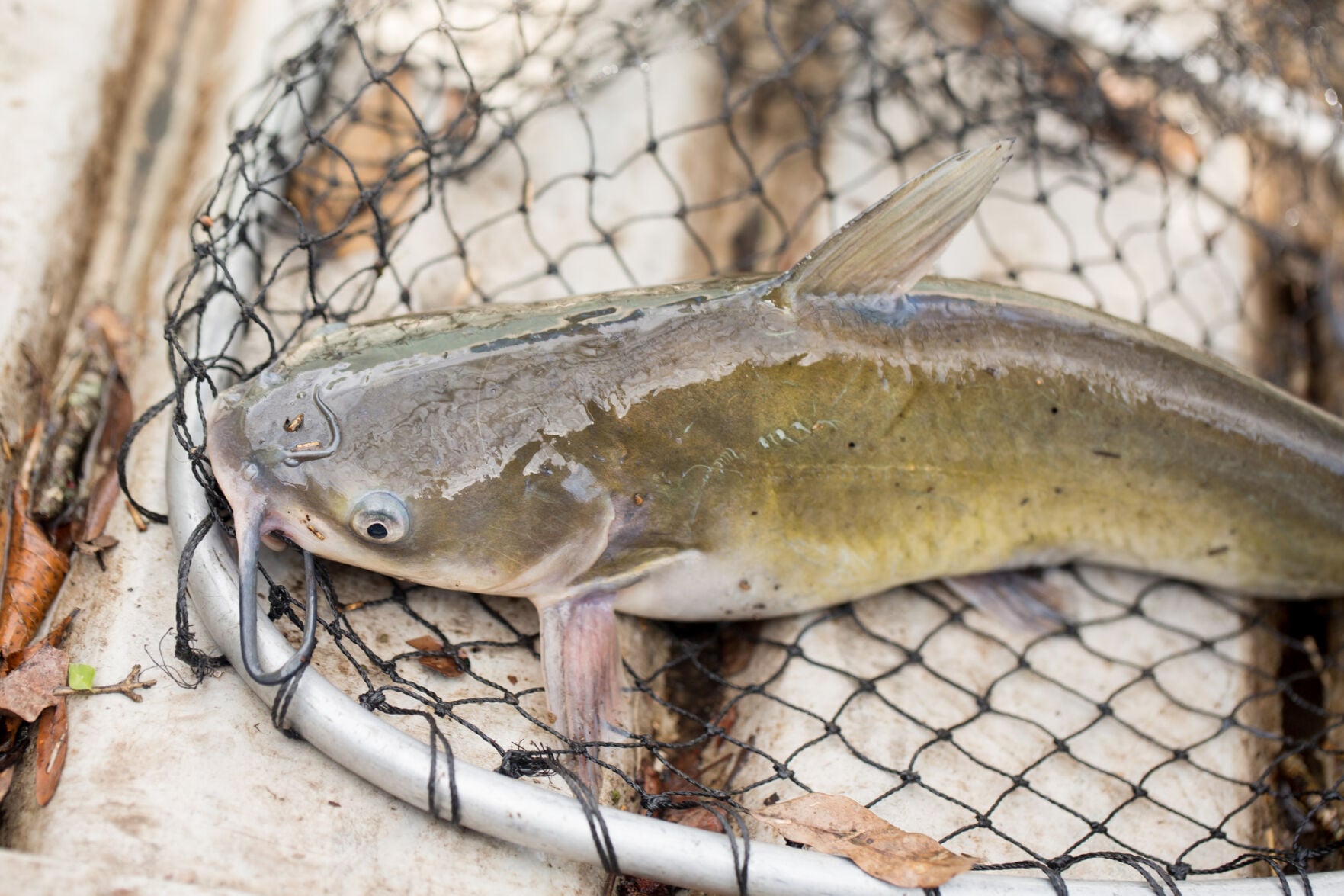 Catfish