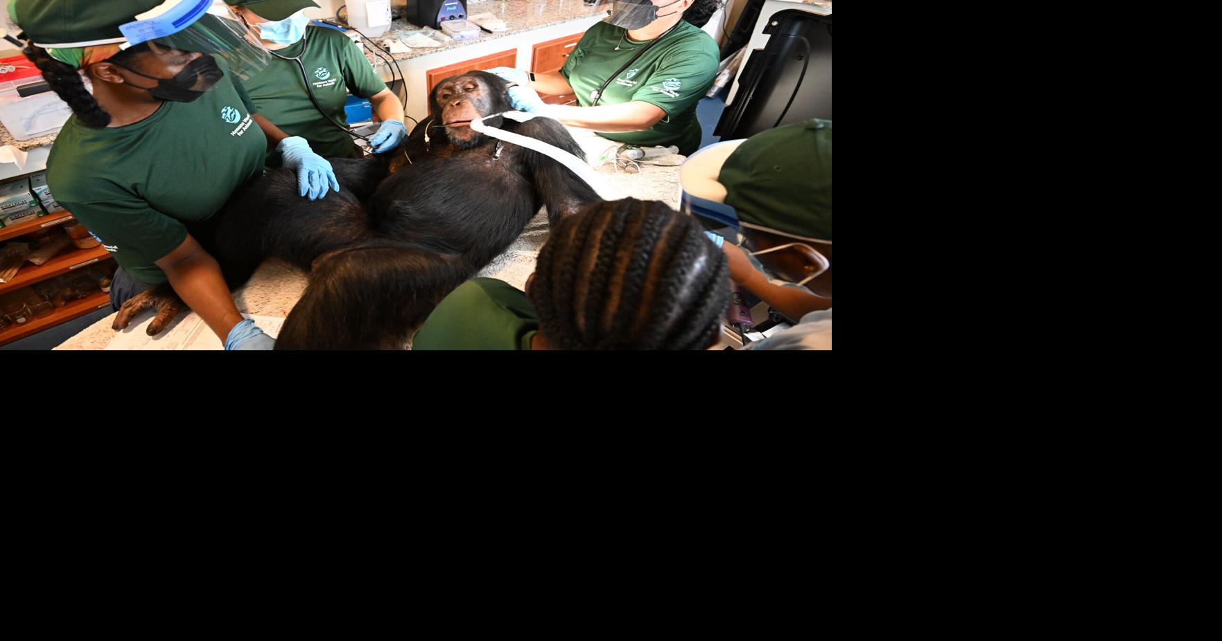 Chimpanzees once used for vaccine research get health checks as part of long-term care Chimpanzees once used in hepatitis B vaccine experiments are getting health checks at their new home in Liberia By CHINEDU ASADU - Associated Press Sep 5, 2026 Sep 5, 2026 Updated 2 mins ago