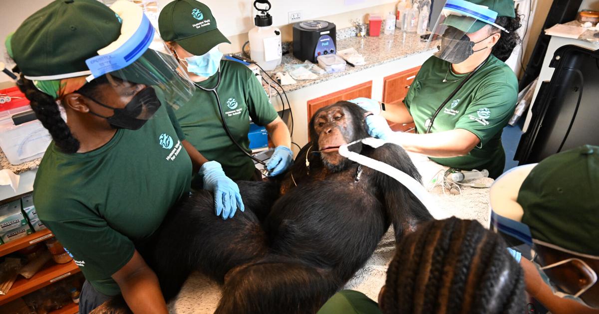 Chimpanzees once used for vaccine research get health checks as part of long-term care Chimpanzees once used in hepatitis B vaccine experiments are getting health checks at their new home in Liberia By CHINEDU ASADU - Associated Press Sep 5, 2026 Sep 5, 2026 Updated 2 mins ago
