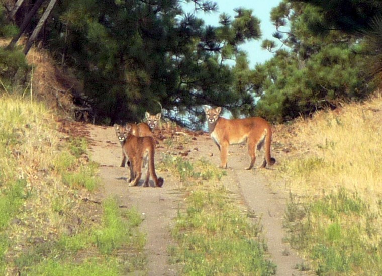 26 More People Come Forward With Mountain Lion Sightings in NJ