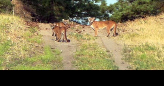 Mountain Lions in New Jersey - AZ Animals