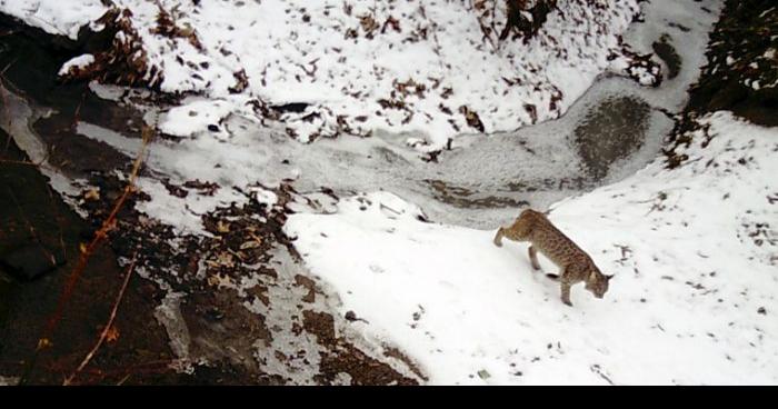 Bobcat or mountain lion not roaming Central NJ town, DEP says