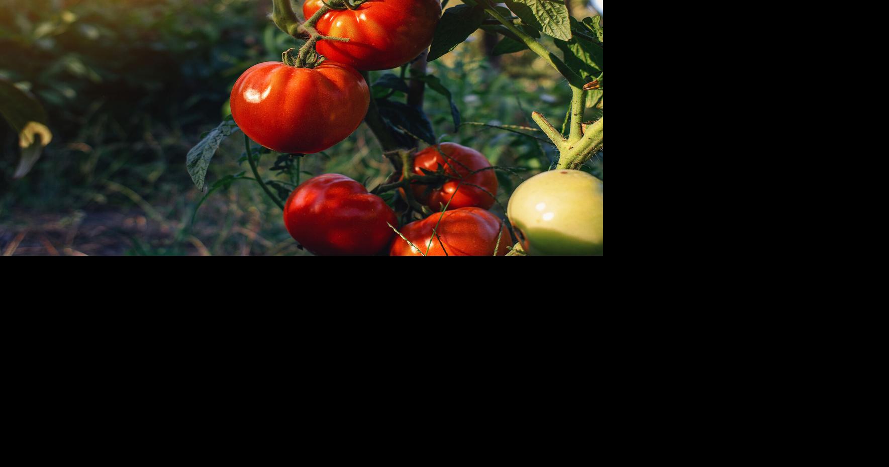 Advice from Iowa State University Extension and Outreach for picking produce at peak quality