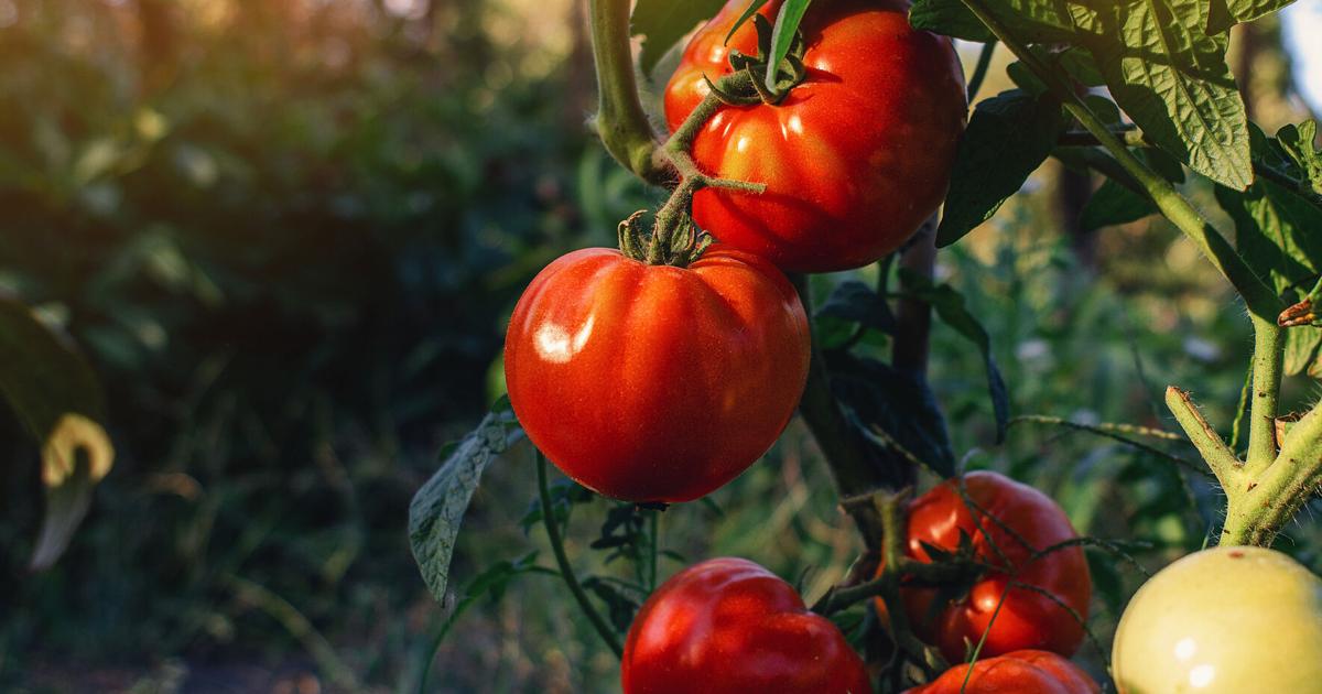 Advice from Iowa State University Extension and Outreach for picking produce at peak quality