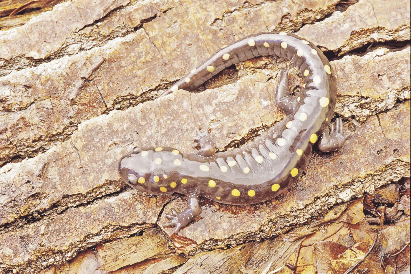 Reports of sighting salamanders encouraged, Sports