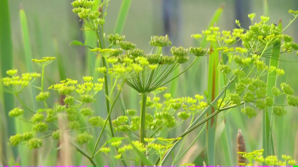 Treat Wild Parsnips Like Poison Ivy Id And Avoid Them Local News Newspressnow Com Giant hogweed (heracleum mantegazzianum), which is extremely toxic. treat wild parsnips like poison ivy id avoid them