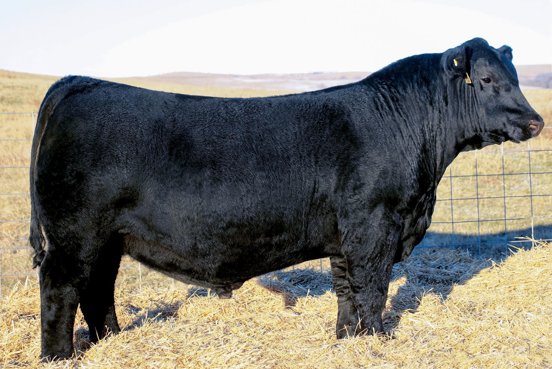 Angus bull sets all-time auction record  newspressnow image picture photo