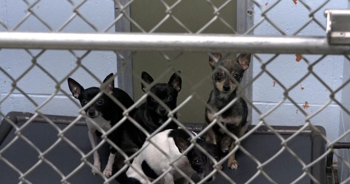 Animal shelter sees influx of pets as winter approaches | Local News |  