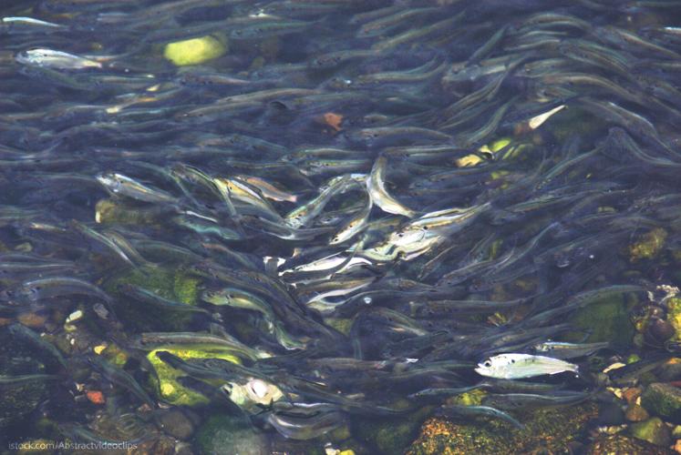 Osprey Paper Fails to Prove Menhaden Fishery Caused Chesapeake Bay ...