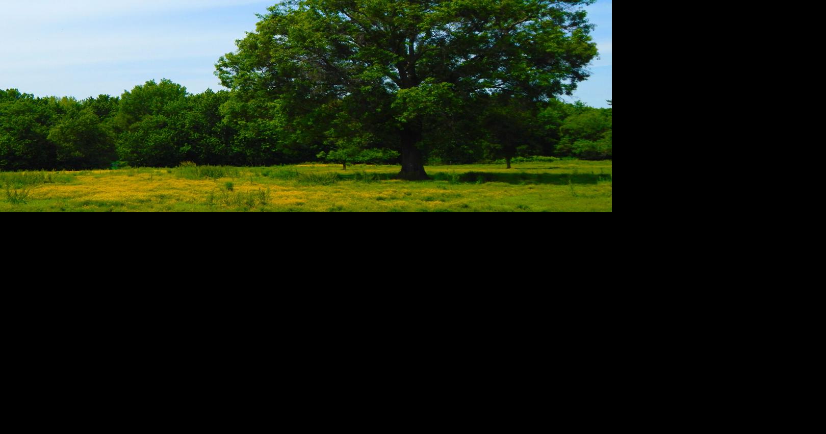 Pesticides ‘shatter' leaves of Iowa's state tree Tom Foley Iowa Capital Dispatch Jun 19, 2026 Jun 19, 2026 Updated 12 mins ago