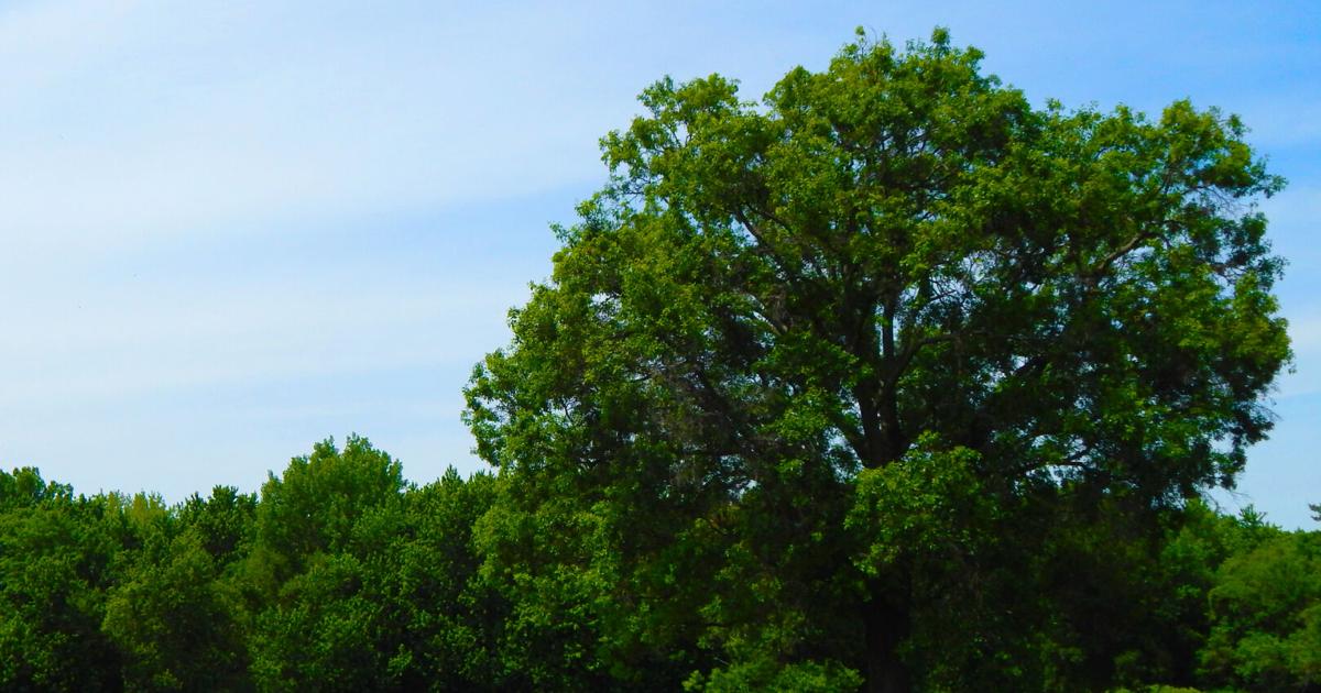Pesticides ‘shatter' leaves of Iowa's state tree Tom Foley Iowa Capital Dispatch Jun 19, 2026 Jun 19, 2026 Updated 12 mins ago