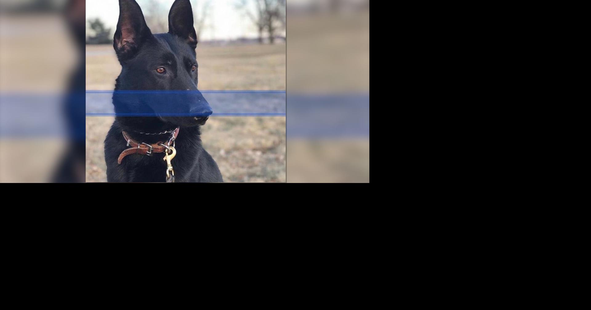 Man pleads guilty to killing police dog Courts