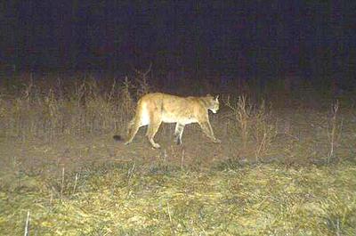 Halfmoon alerts residents of mountain lion sightings on social media