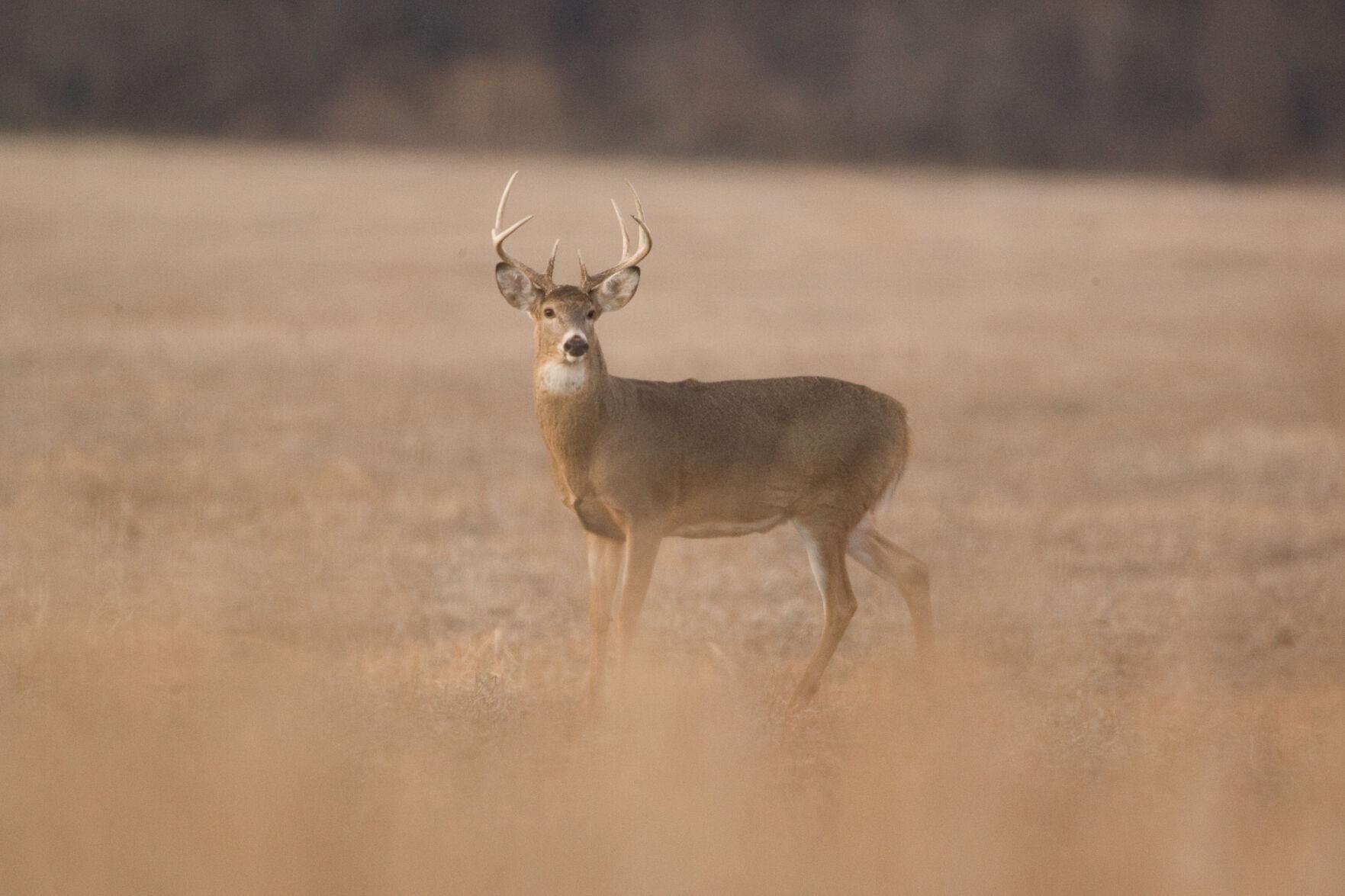 Missouri deer season booklet released Outdoors