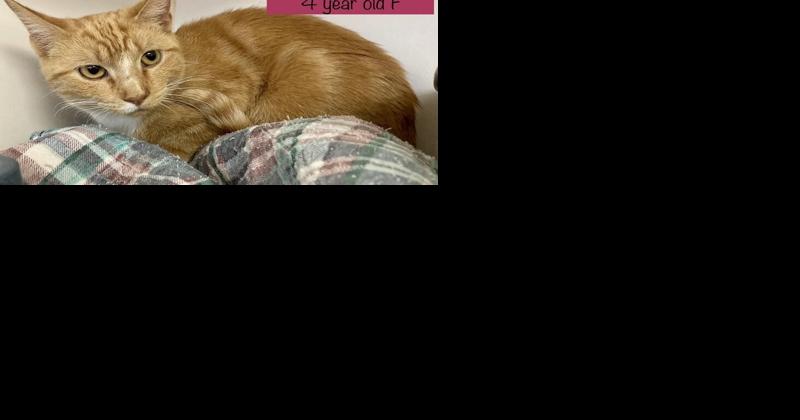 Pet of the Week: Serene cat and calm dog ready for forever homes - Vimarsana News