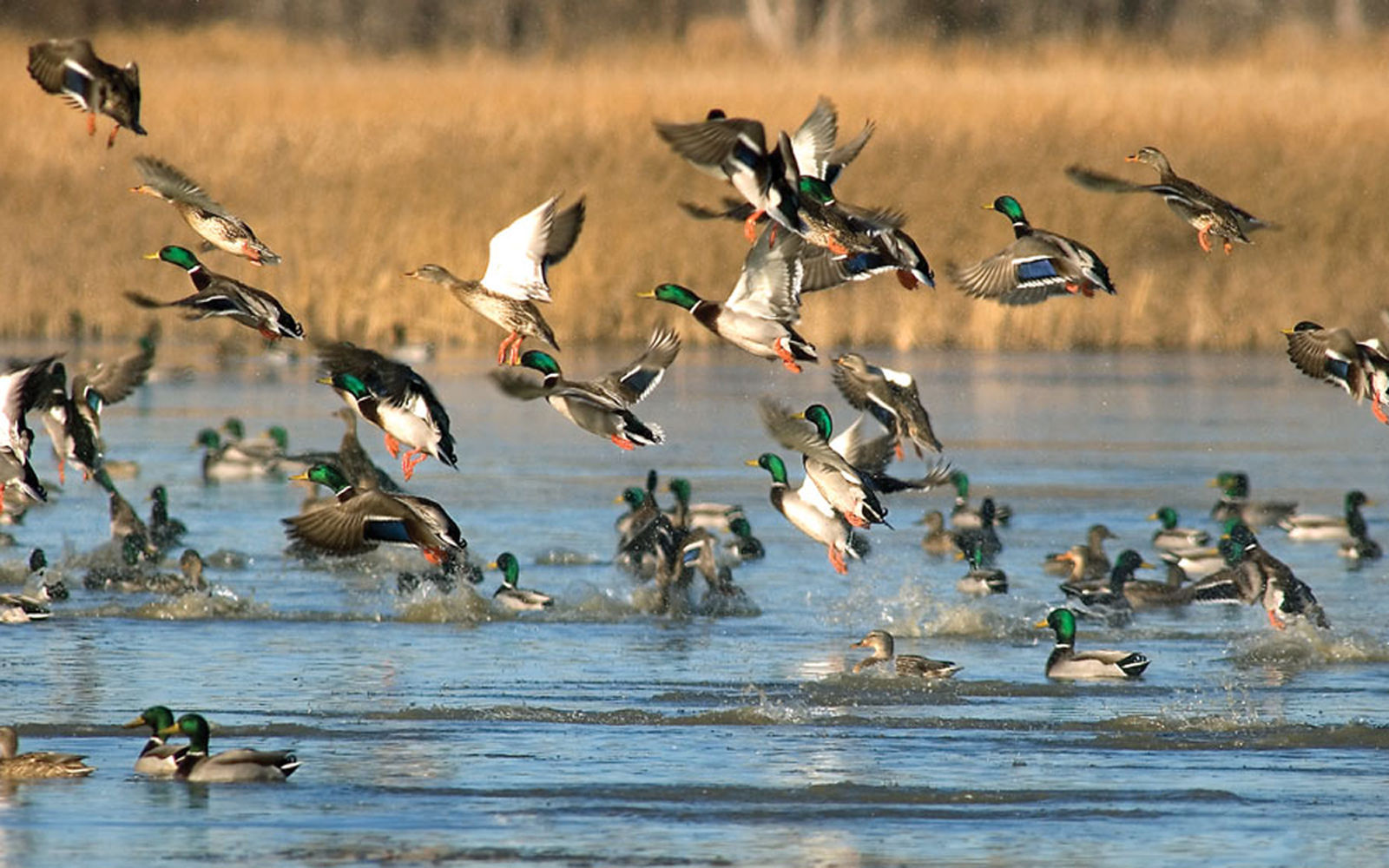 Wetland Conditions Vary Ahead Of Waterfowl Season | Outdoors ...