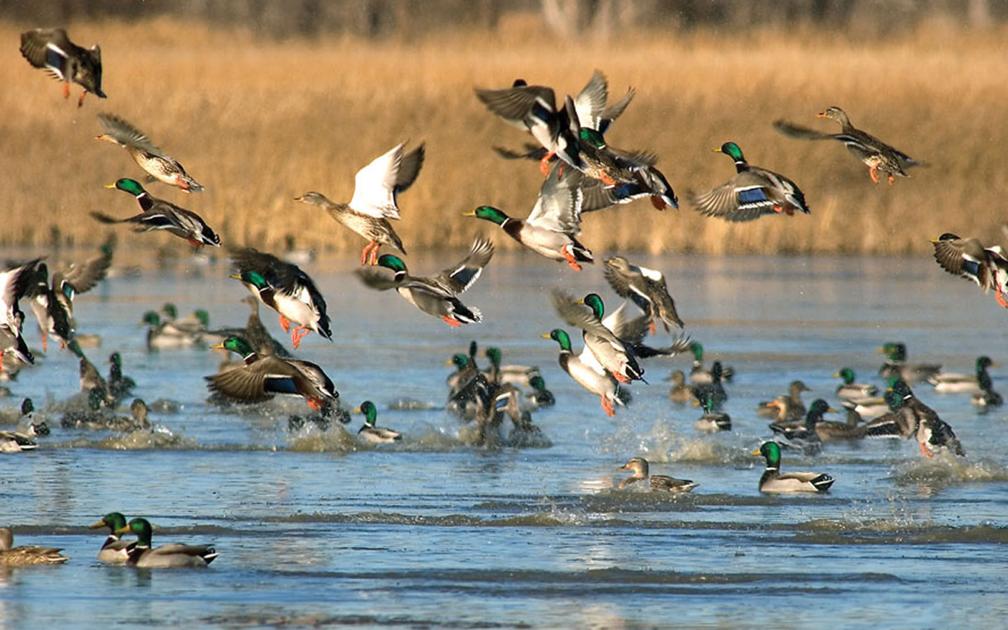 Wetland conditions vary ahead of waterfowl season Outdoors