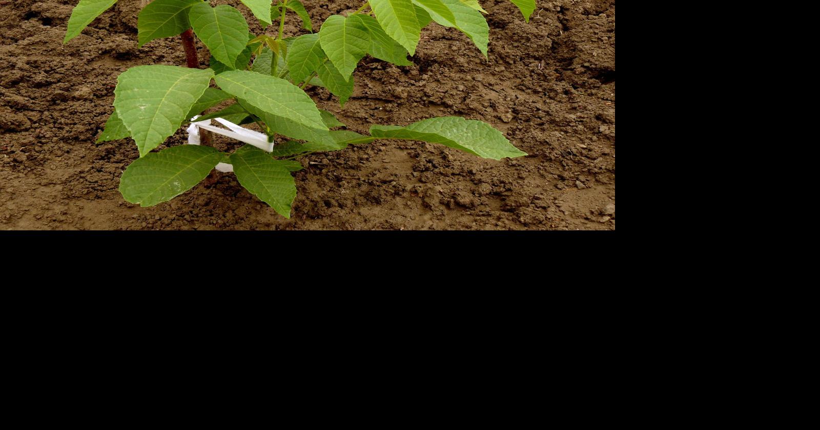 Buy native trees and shrubs from MDC State Forest Nursery | Outdoorsman ...