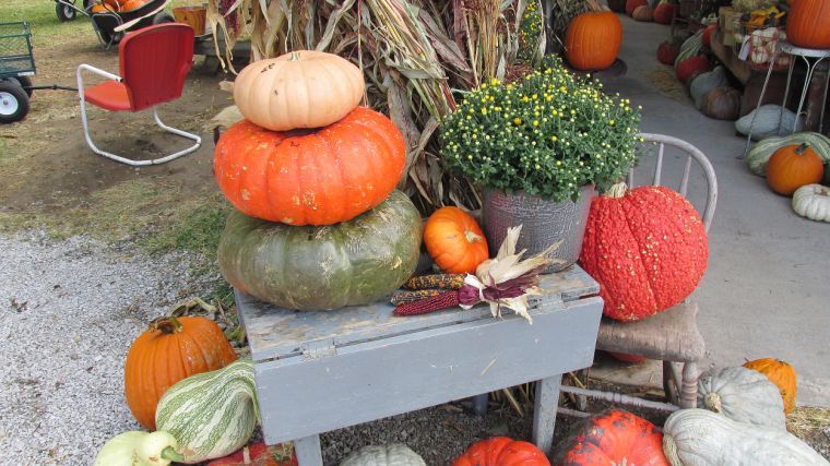 Crockett Farms flourishes in fall | Home & Garden | newspressnow.com