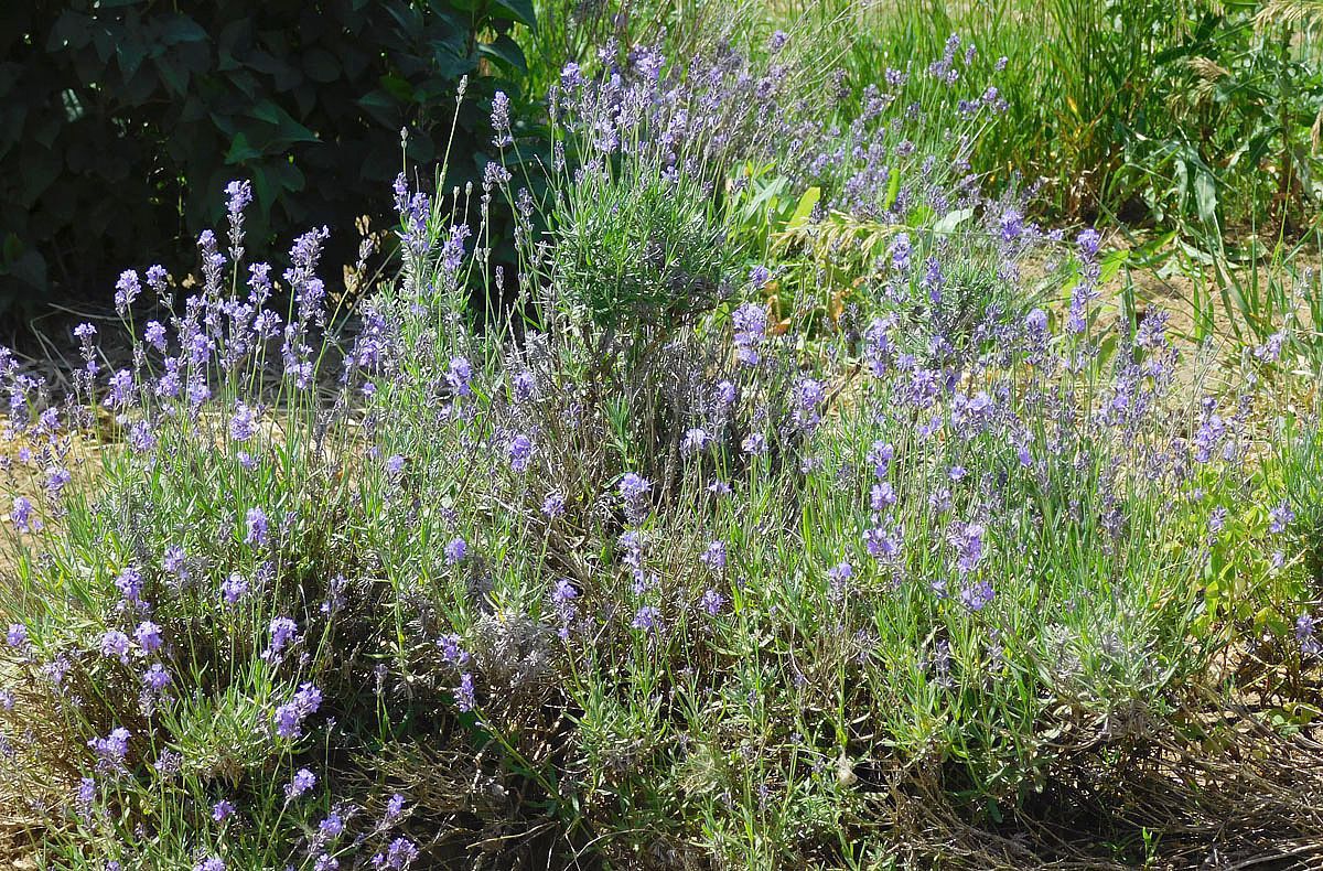 The Benefits Of Adding Lavender To Your Garden Home Garden Newspressnow Com