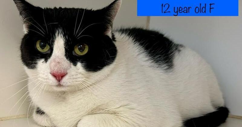 Pet of the Week: brave cat and shy dog ready for forever homes - Vimarsana News