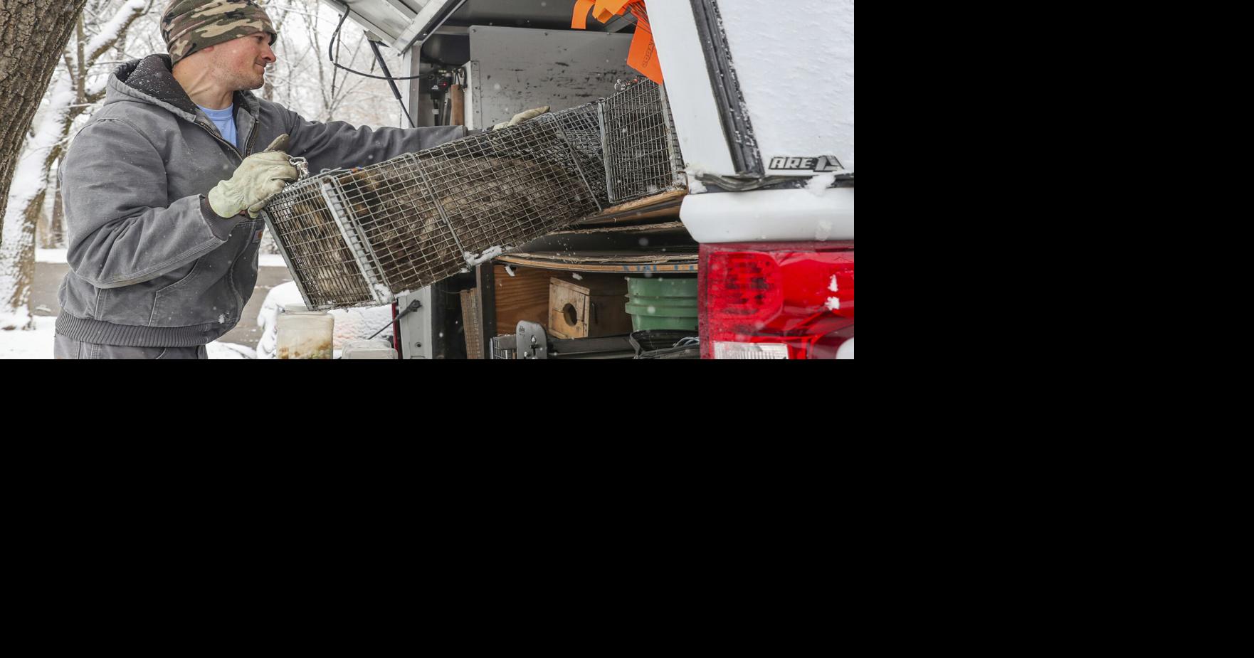 Iowa sees surging numbers of racoons amid less trapping ...