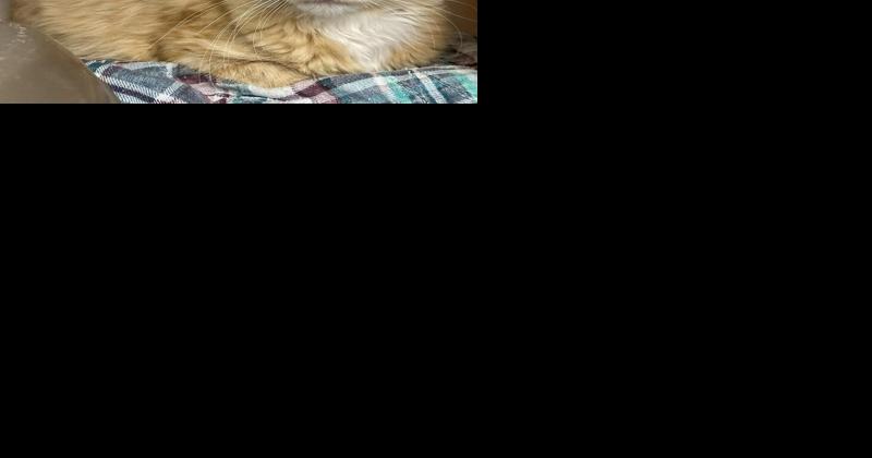 Pet of the Week: sweet cat and handsome dog ready for adoption - Vimarsana News